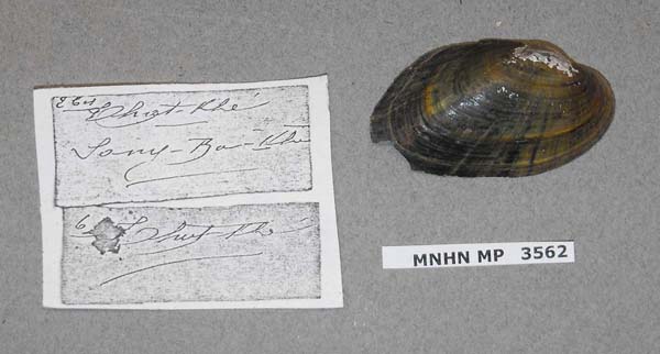 specimen
