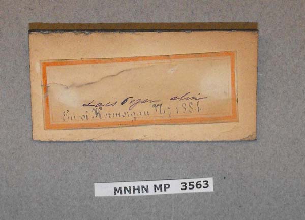 specimen