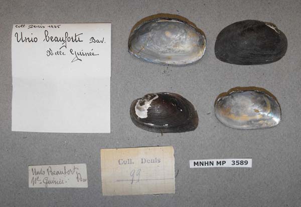 specimen