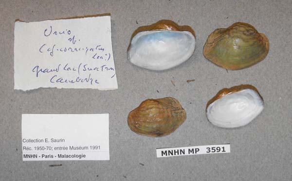 specimen