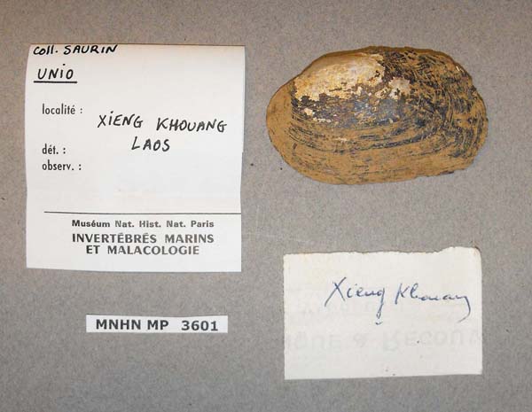 specimen
