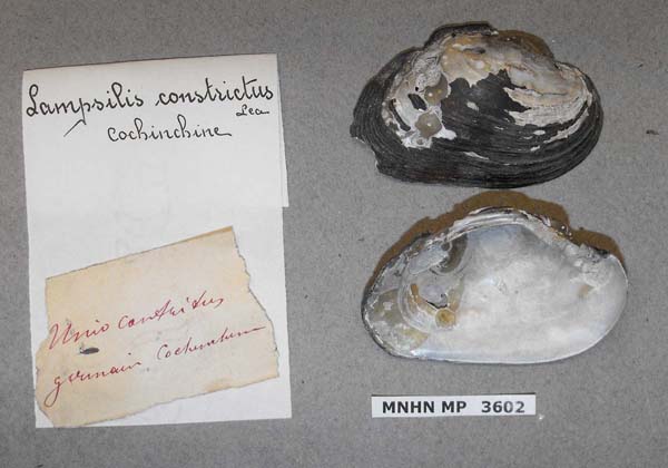 specimen