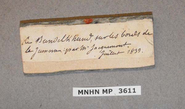 specimen