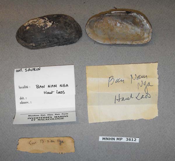specimen