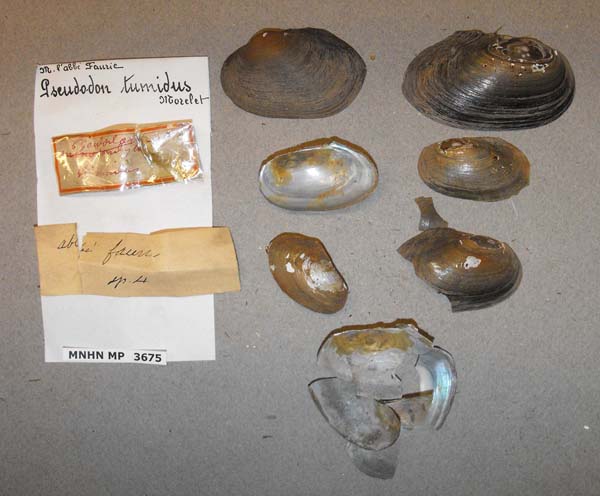 specimen