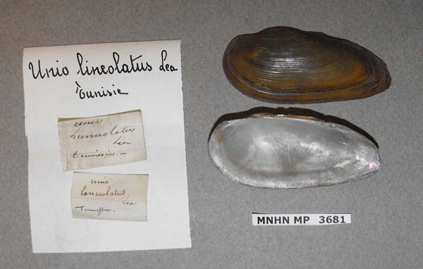 specimen