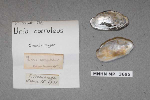 specimen
