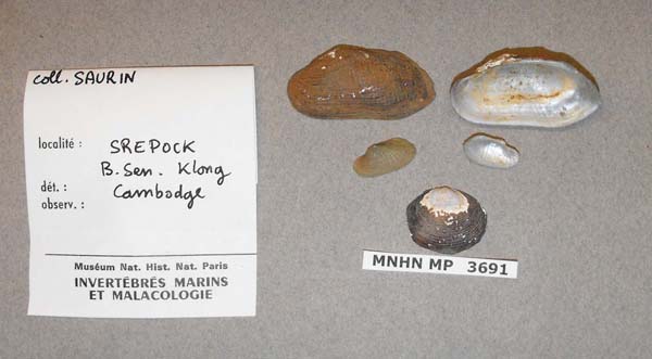specimen