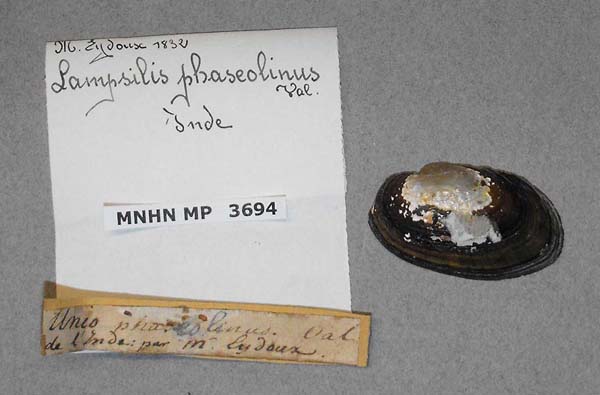 specimen