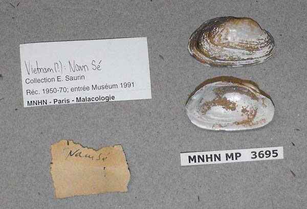 specimen