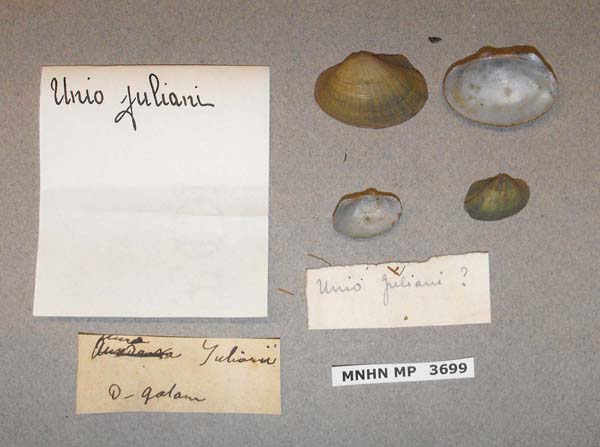 specimen