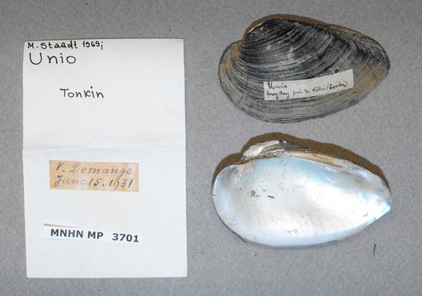 specimen