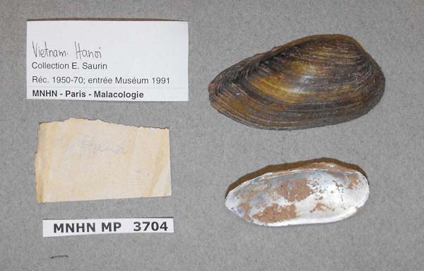 specimen