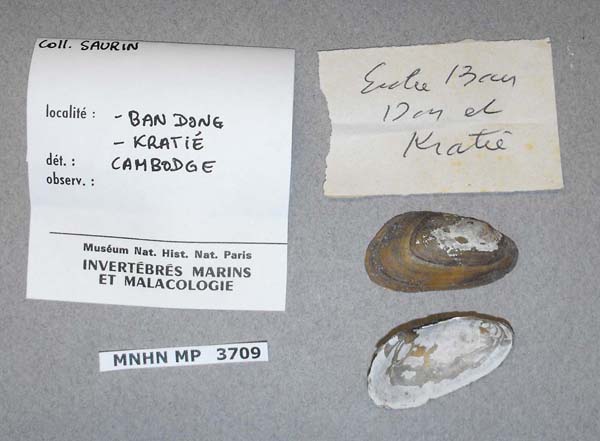specimen