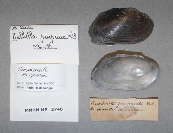 specimen