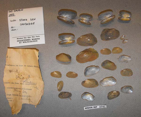 specimen