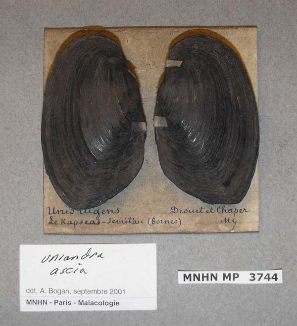 specimen