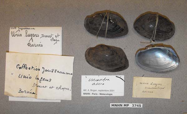 specimen