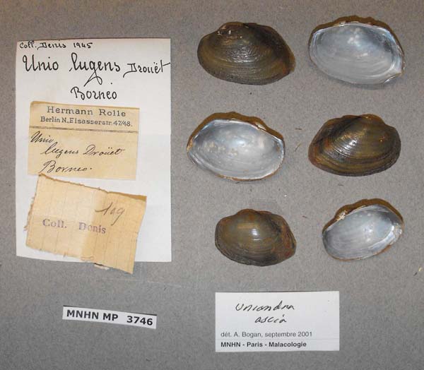 specimen