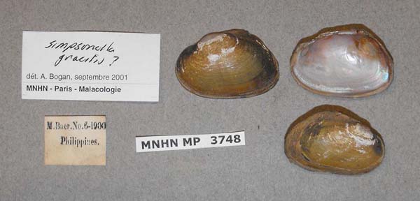 specimen