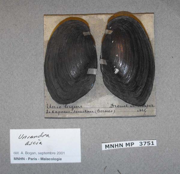 specimen