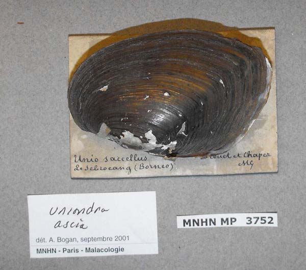 specimen