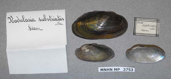 specimen