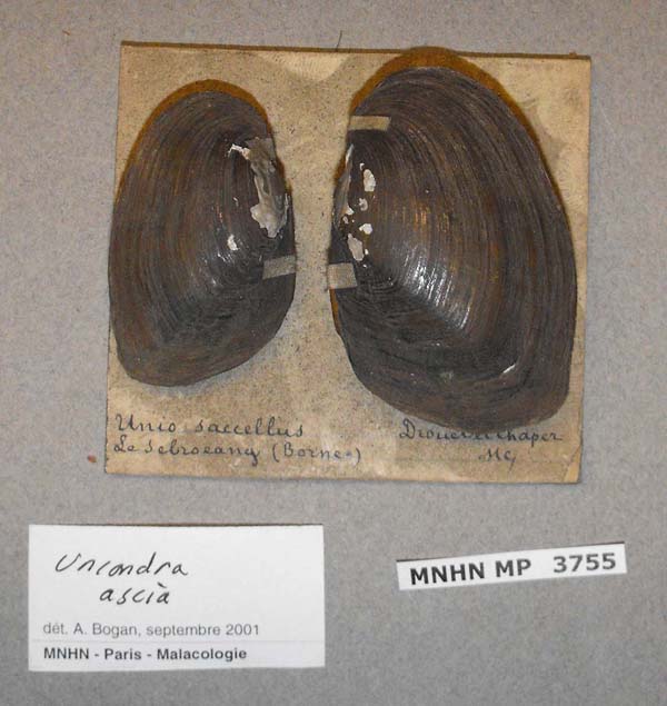 specimen
