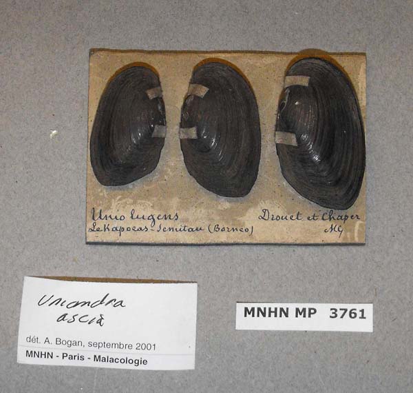specimen