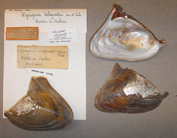 specimen