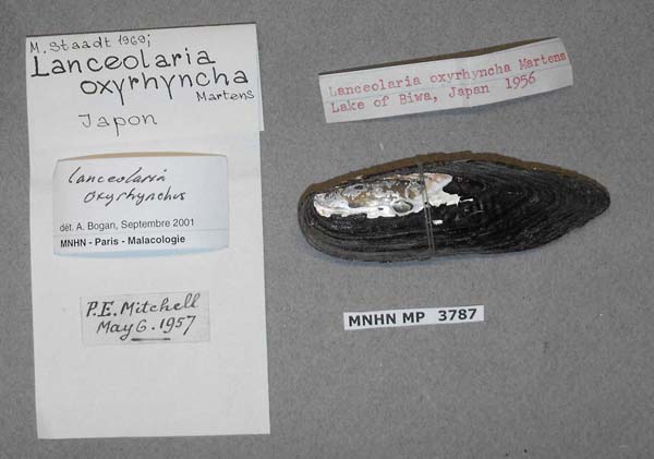 specimen