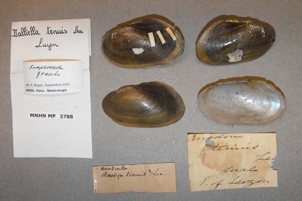 specimen
