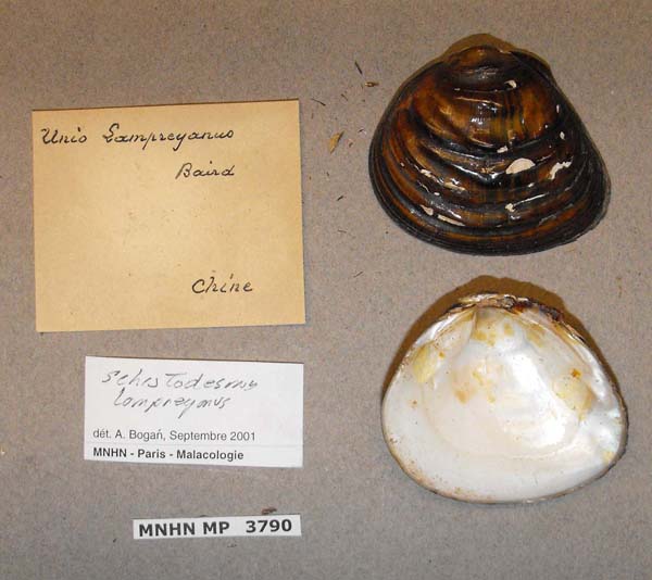 specimen