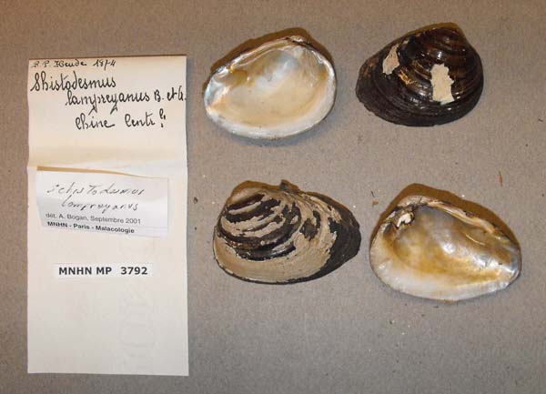 specimen