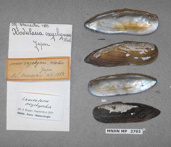specimen