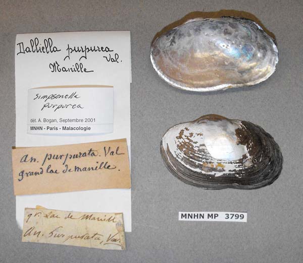 specimen
