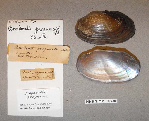 specimen