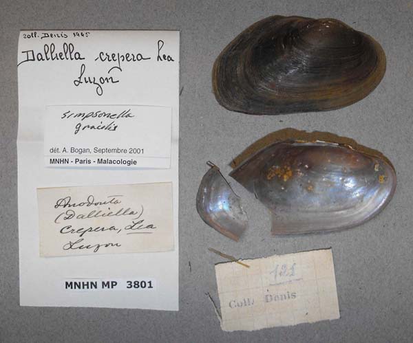 specimen