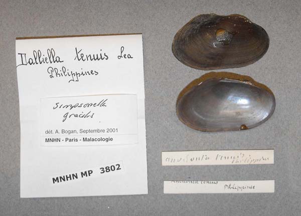 specimen