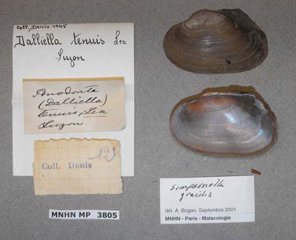 specimen