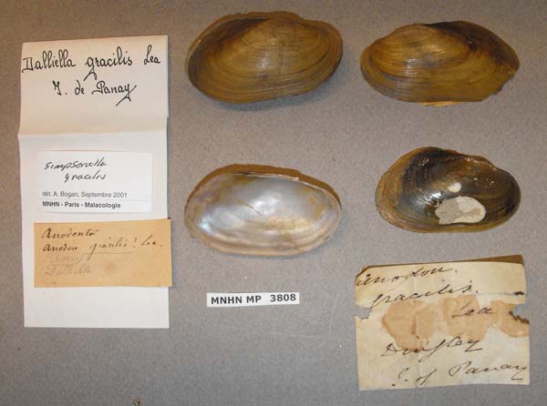 specimen