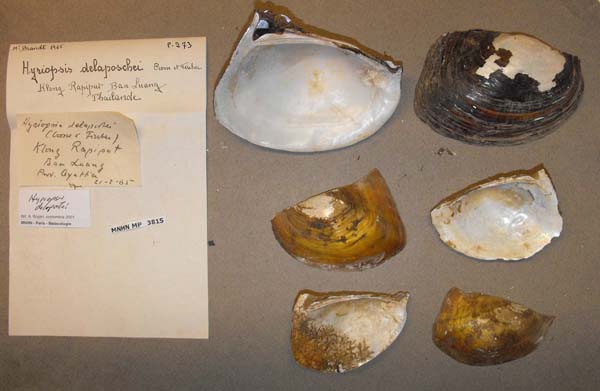 specimen
