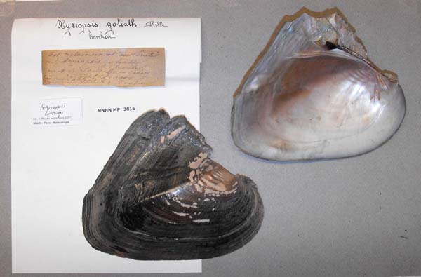 specimen