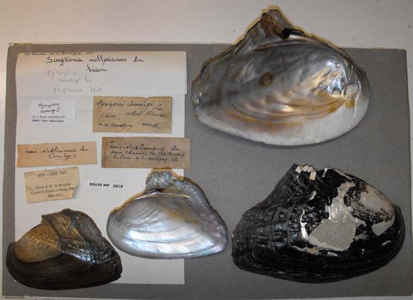 specimen