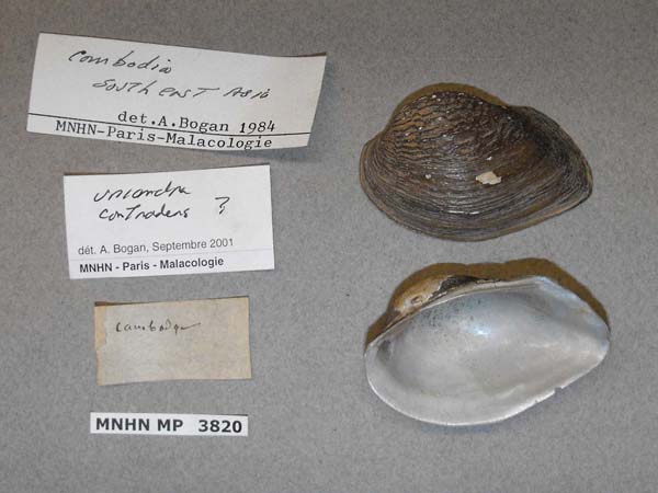 specimen