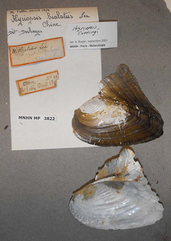 specimen