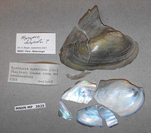 specimen