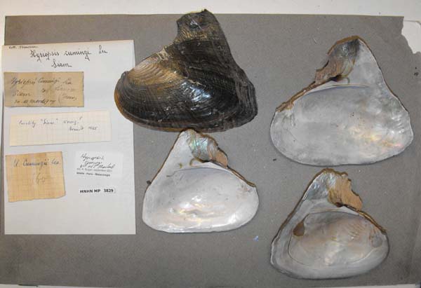 specimen