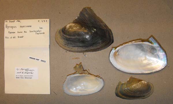 specimen