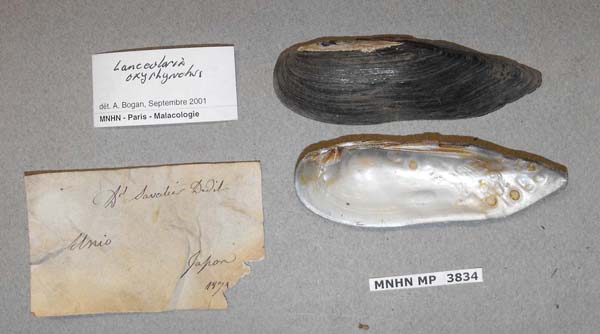 specimen